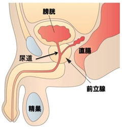 前立腺 前立腺がん検診について | わきたクリニック